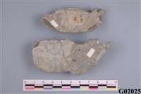 藏品(蟹化石)的圖片